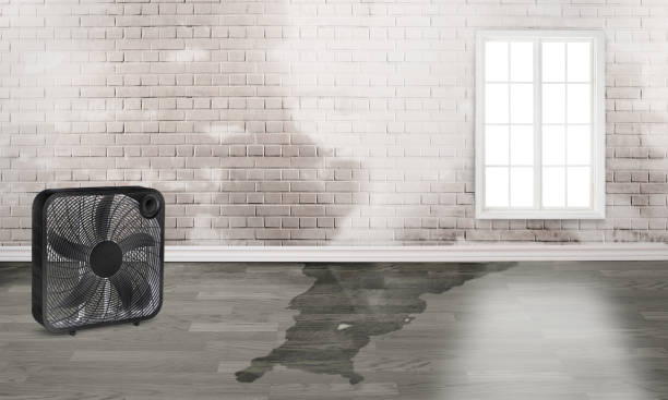 Best Basement water damage restoration  in Painesville, OH