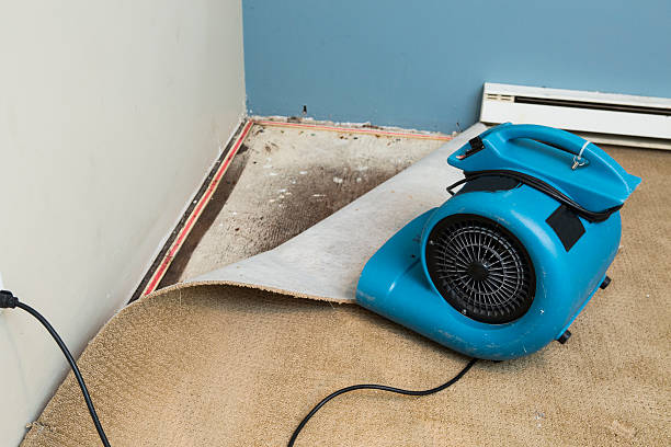 Best Professional water damage repair  in Painesville, OH